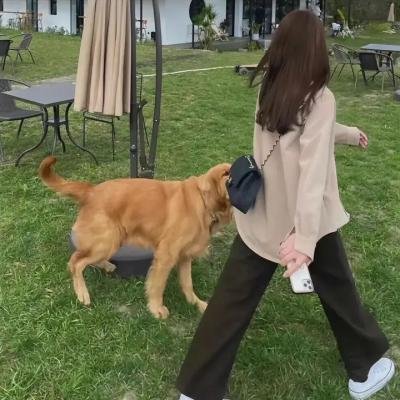 东京飞龙儿